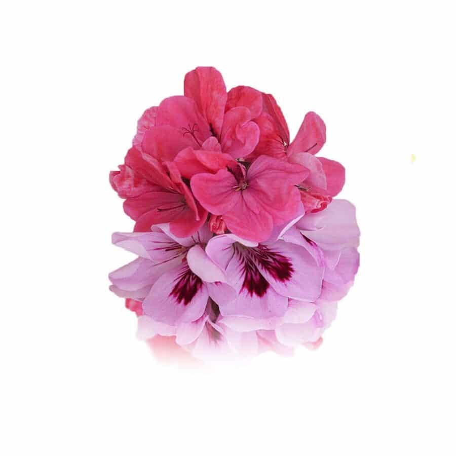 fresh geraniums edible flowers