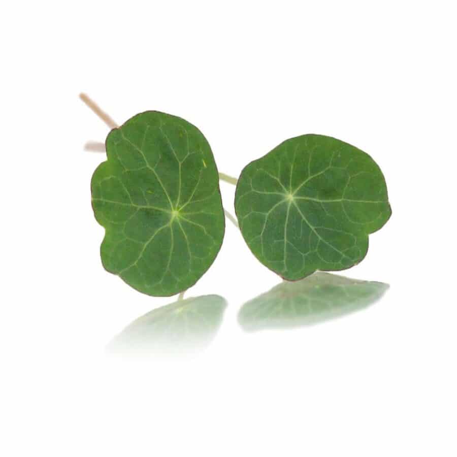 Nasturtium edible leaves