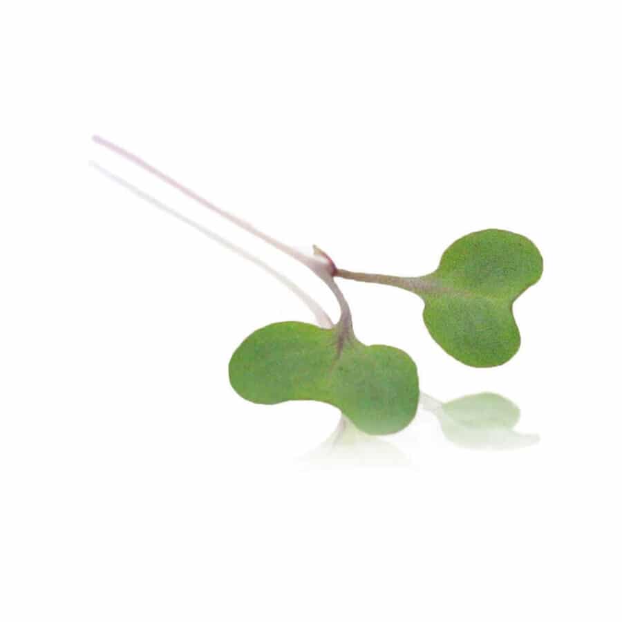 Micro Cress
