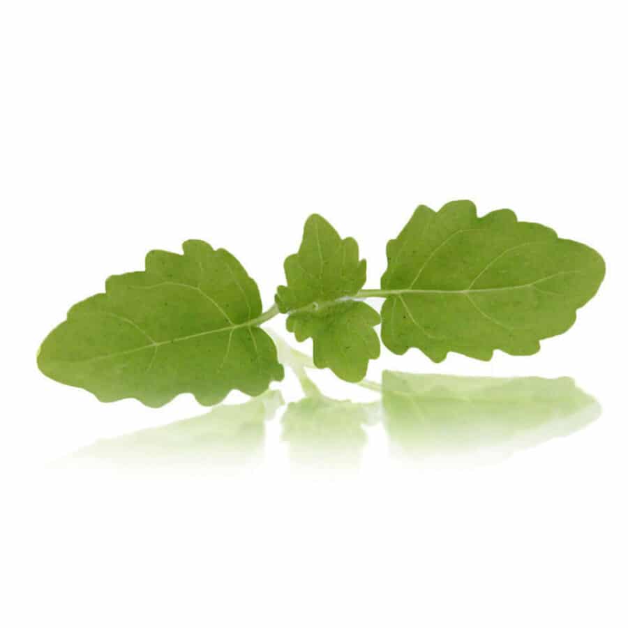 lemon balm micro cress