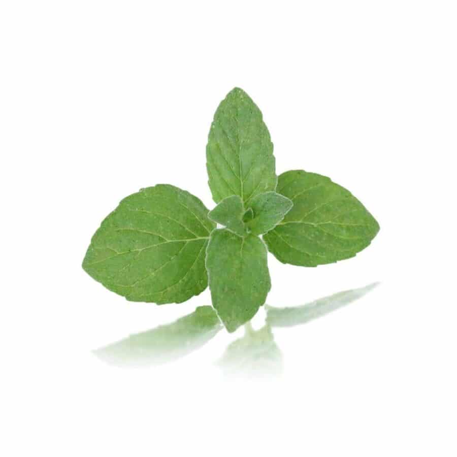 lemon mint tips