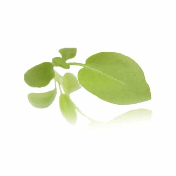 lemon sorrel micro cress