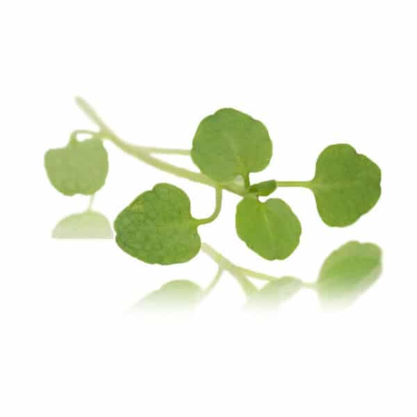 micro watercress
