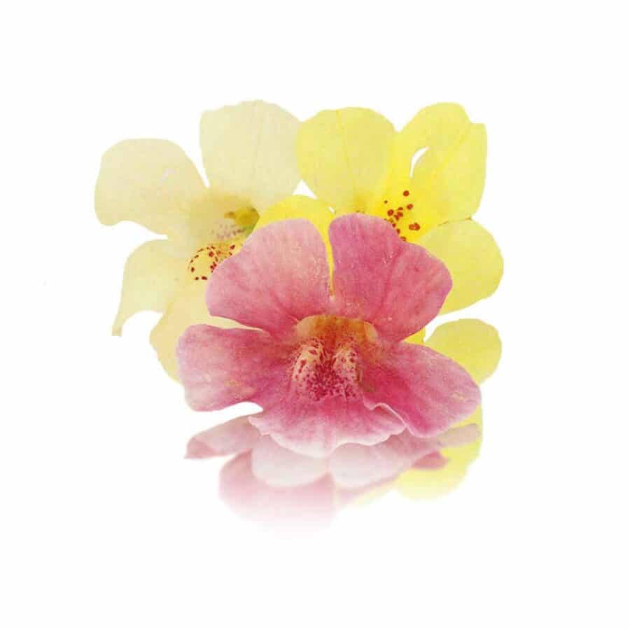 fresh mimulus edible flowers