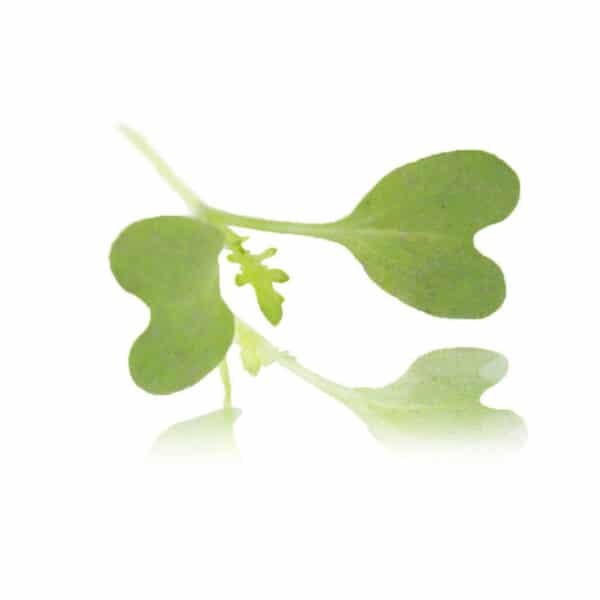 mizuna micro cress (water greens)