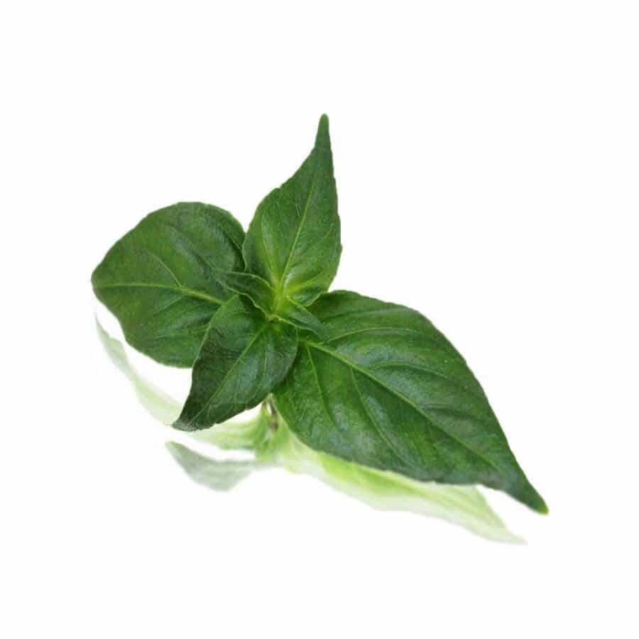 mushroom edible leaves