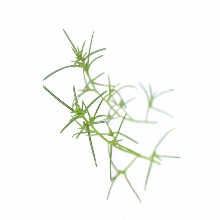 okahijiki edible leaves (land seaweed)
