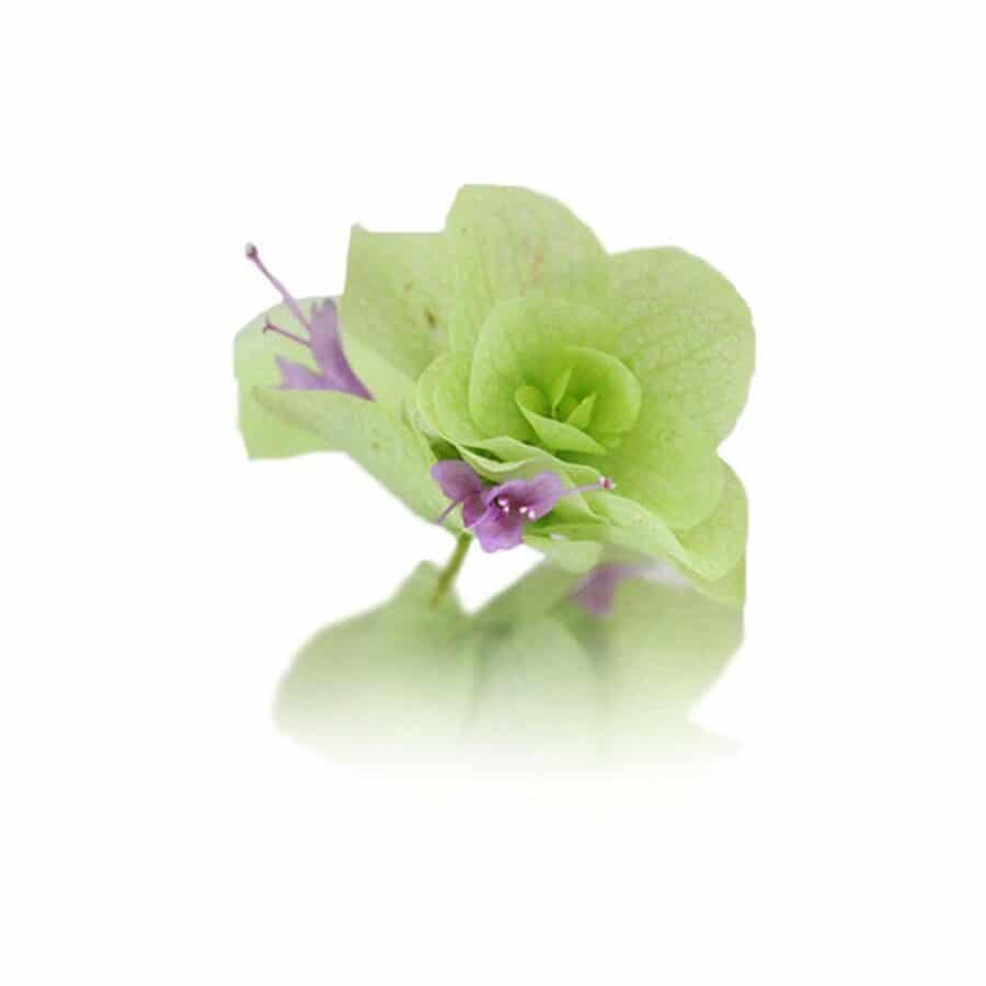 fresh oregano edible flowers
