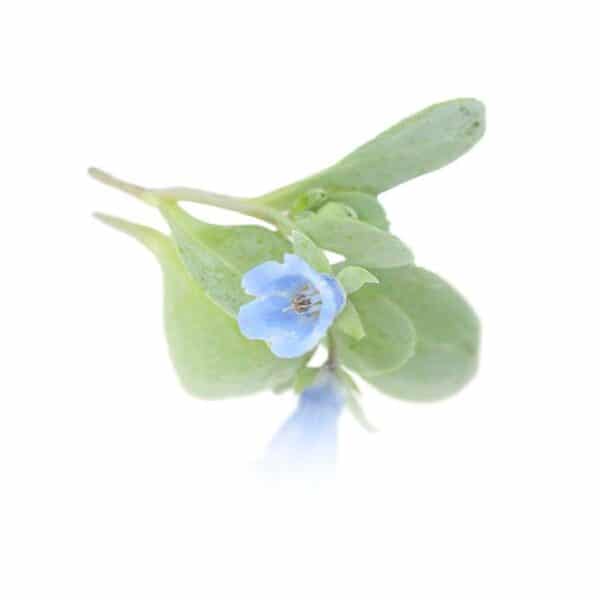 blue oyster edible flower