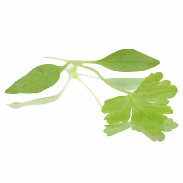 Micro Cress