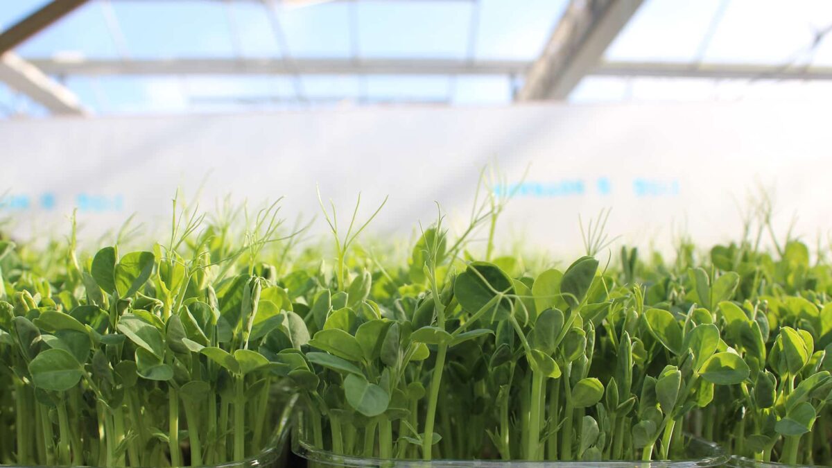 salad micro pea shoots