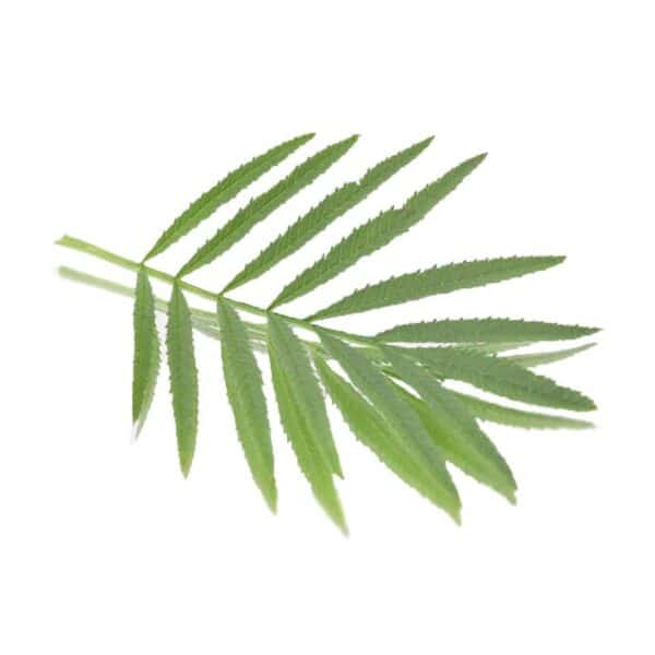 Peruvian marigold edible leaves