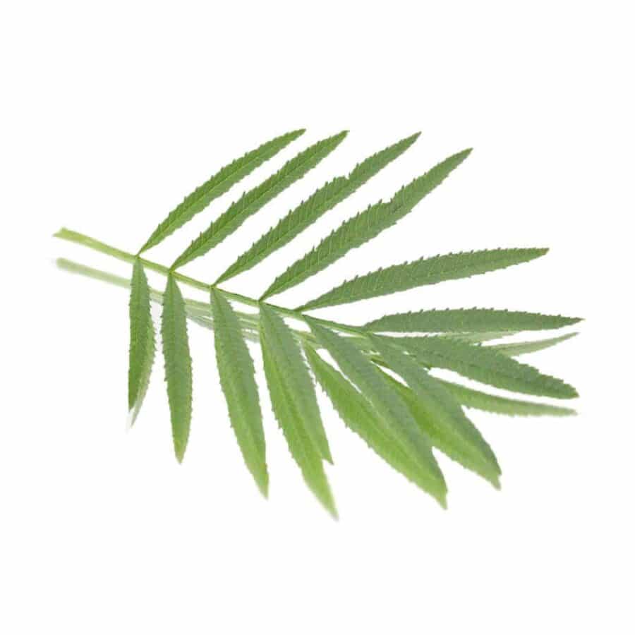 Peruvian marigold edible leaves