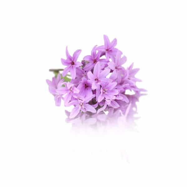 Fresh wild garlic edible flowers