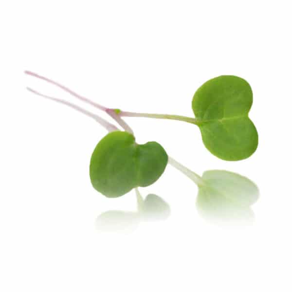 Pink stem radish micro cress