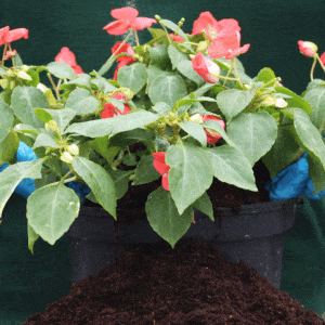 planting edible flowers in natural soil