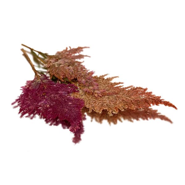 fire feather pressed edible flowers
