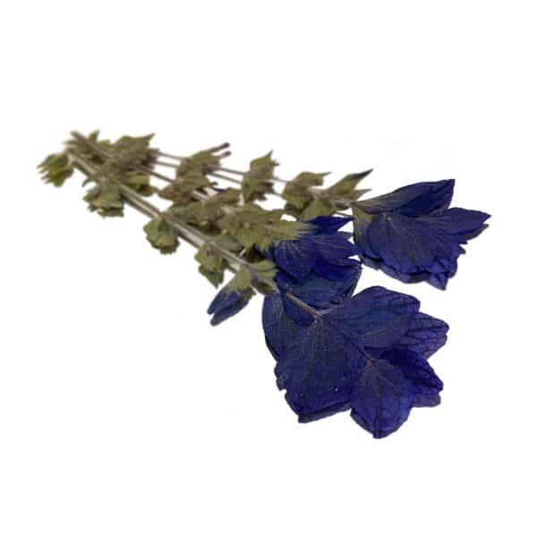 pressed edible flowers of sage flowers