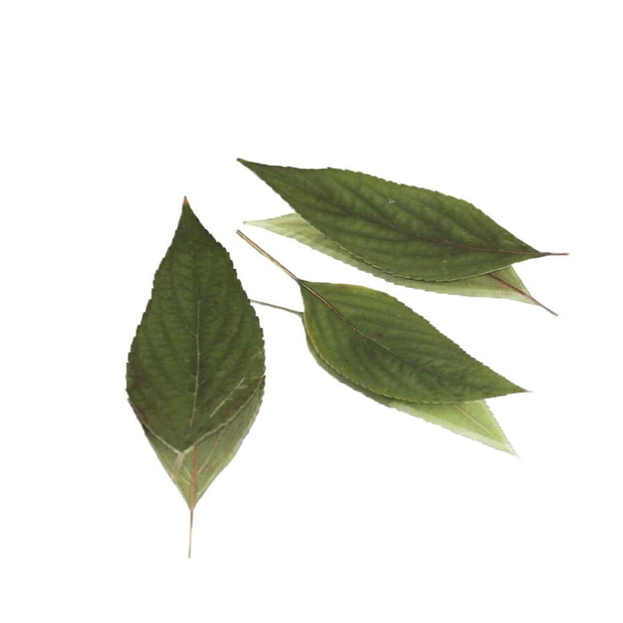 pineapple sage pressed edible leaves