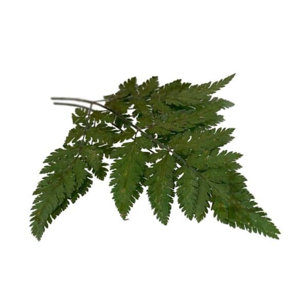 sweet cicely pressed edible leaves