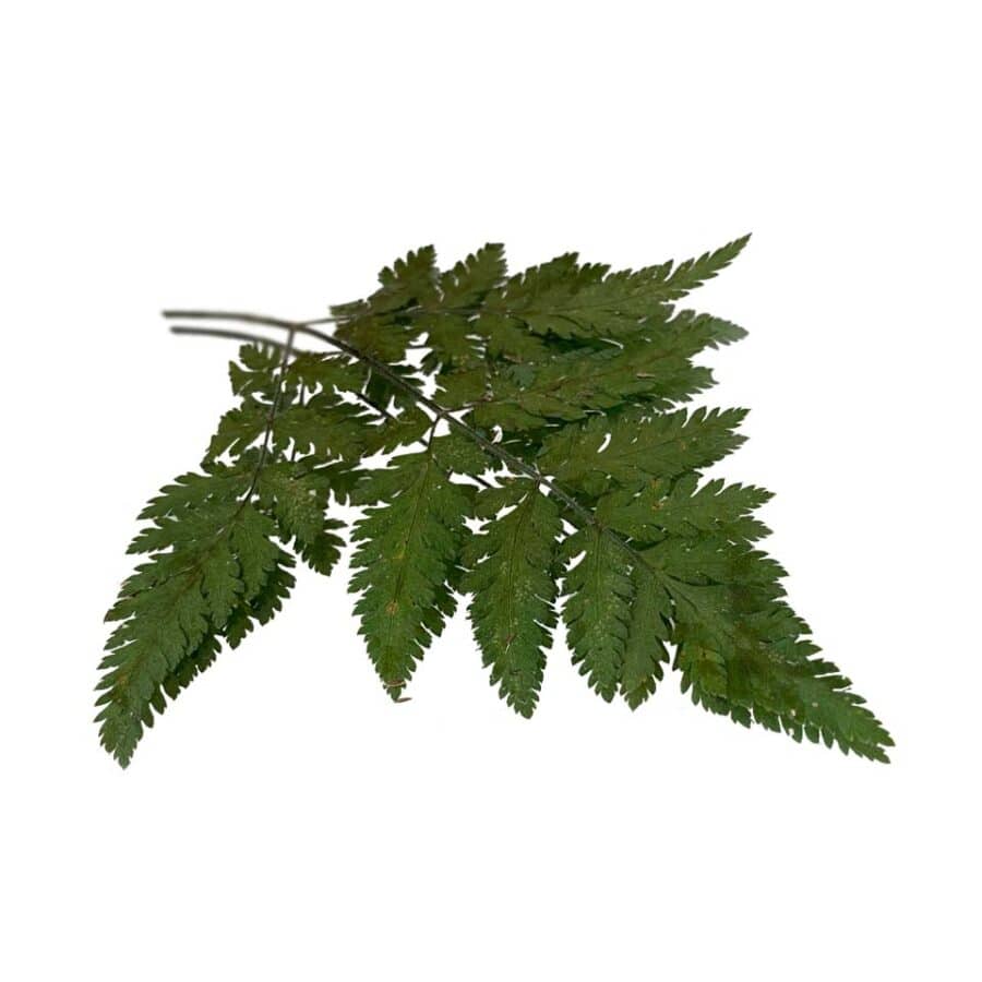 sweet cicely pressed edible leaves
