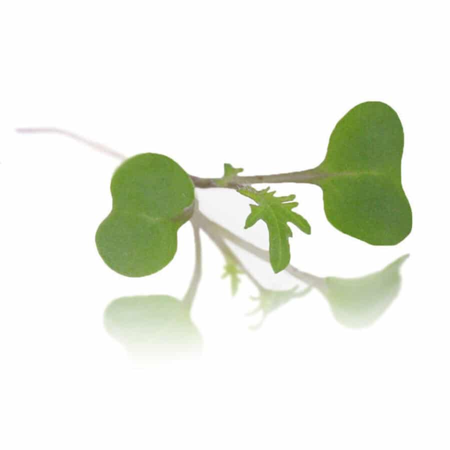 purple kale micro cress (Russian Kale)