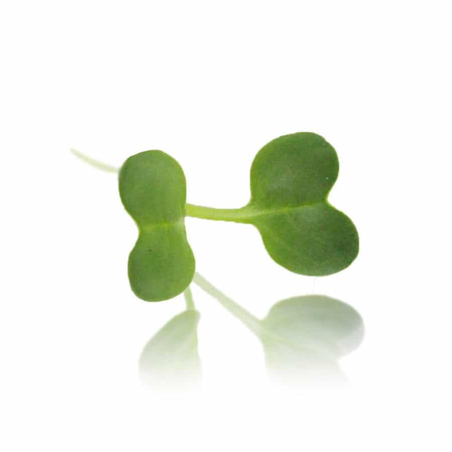 daikon radish micro cress (asian radish)
