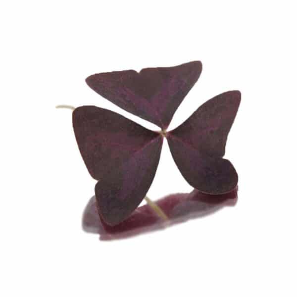 edible butterfly sorrel leaves