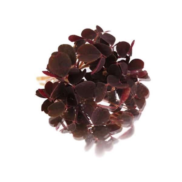 micro red butterfly sorrel (oxalis)