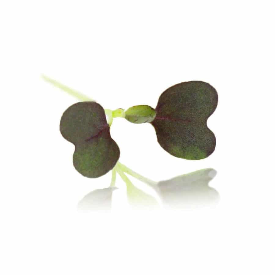 red pac choi micro cress (bok choy)