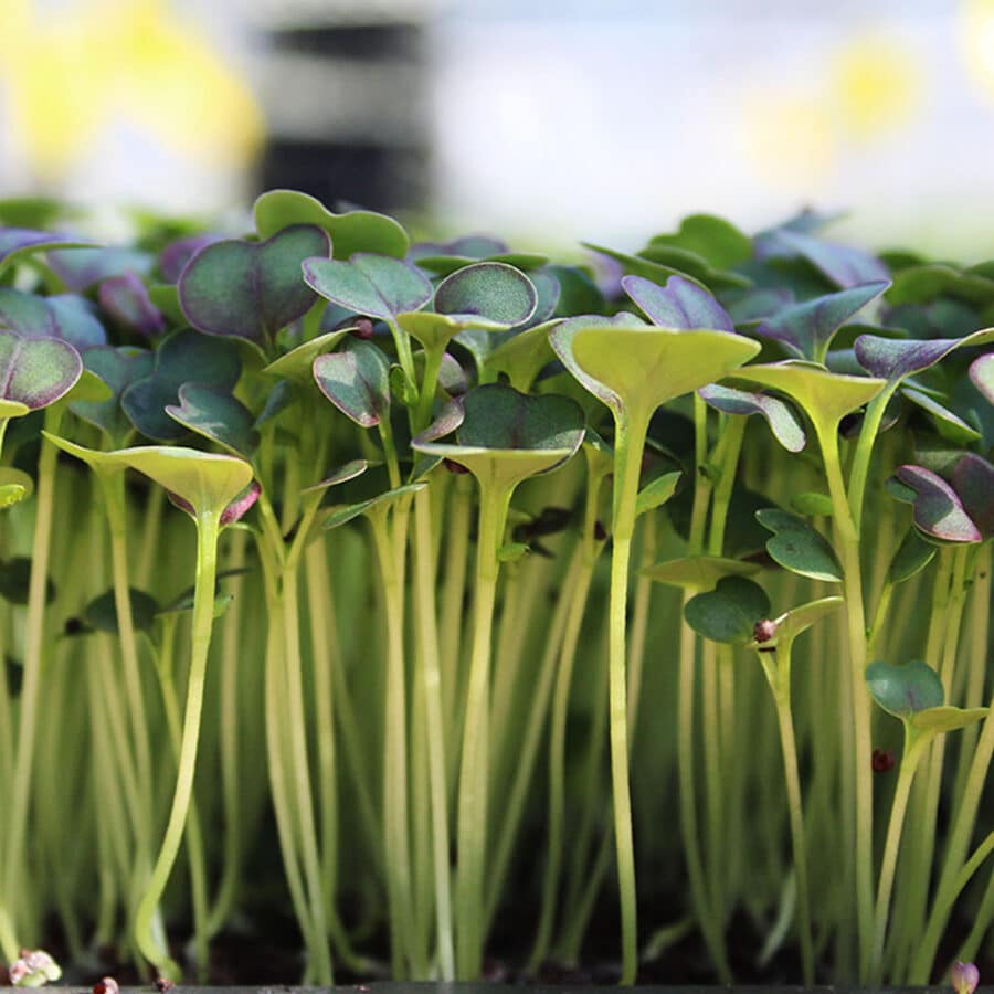 Micro Cress
