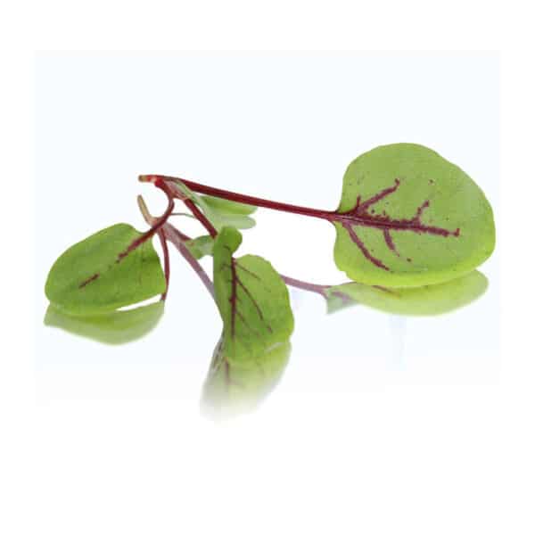 red vein sorrel micro cress