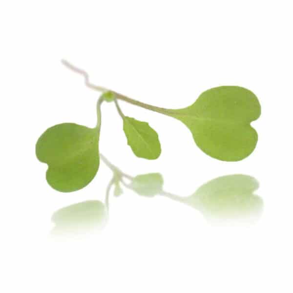 Micro Cress
