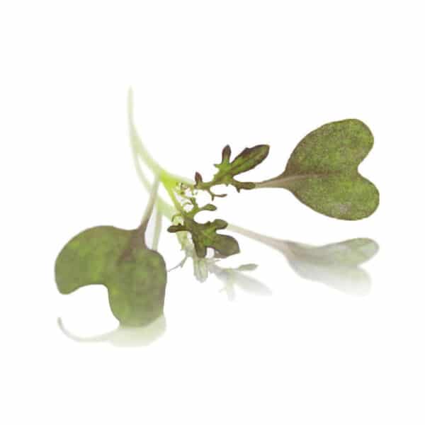 Micro Cress