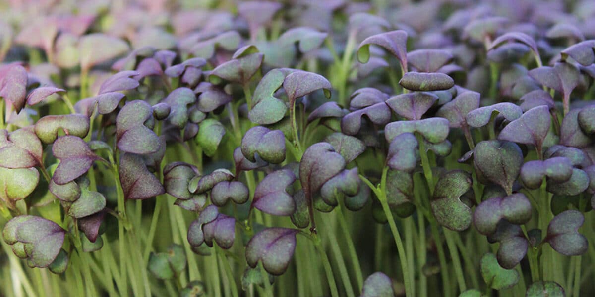Ruby Frills Micro Herbs