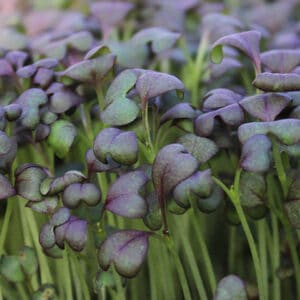 Ruby Frills Micro Herbs