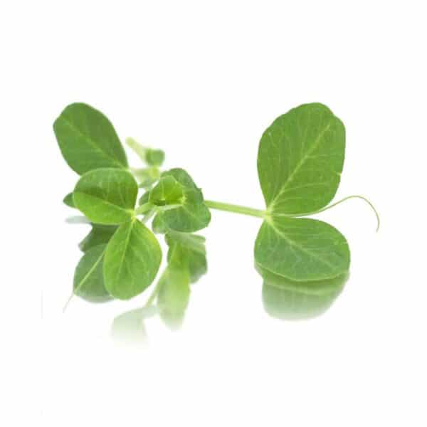 micro salad pea shoots