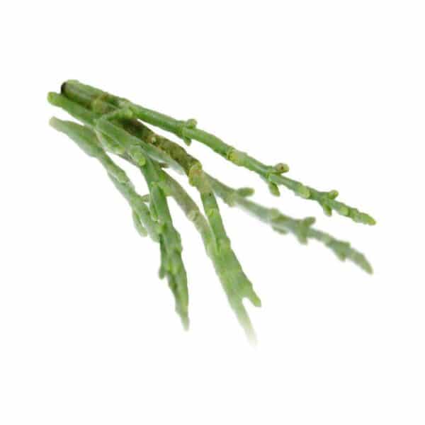 Salicornia Sea Vegetables