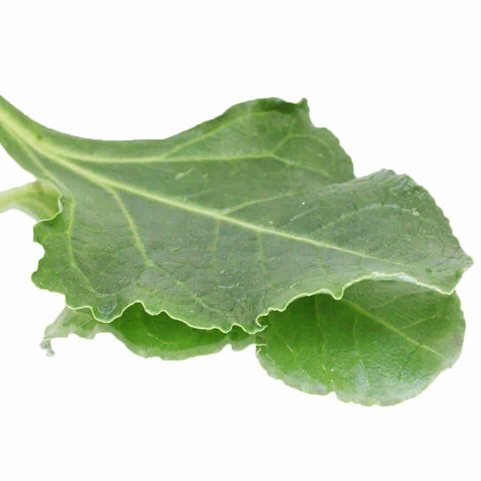sea vegetable sea beet garnish