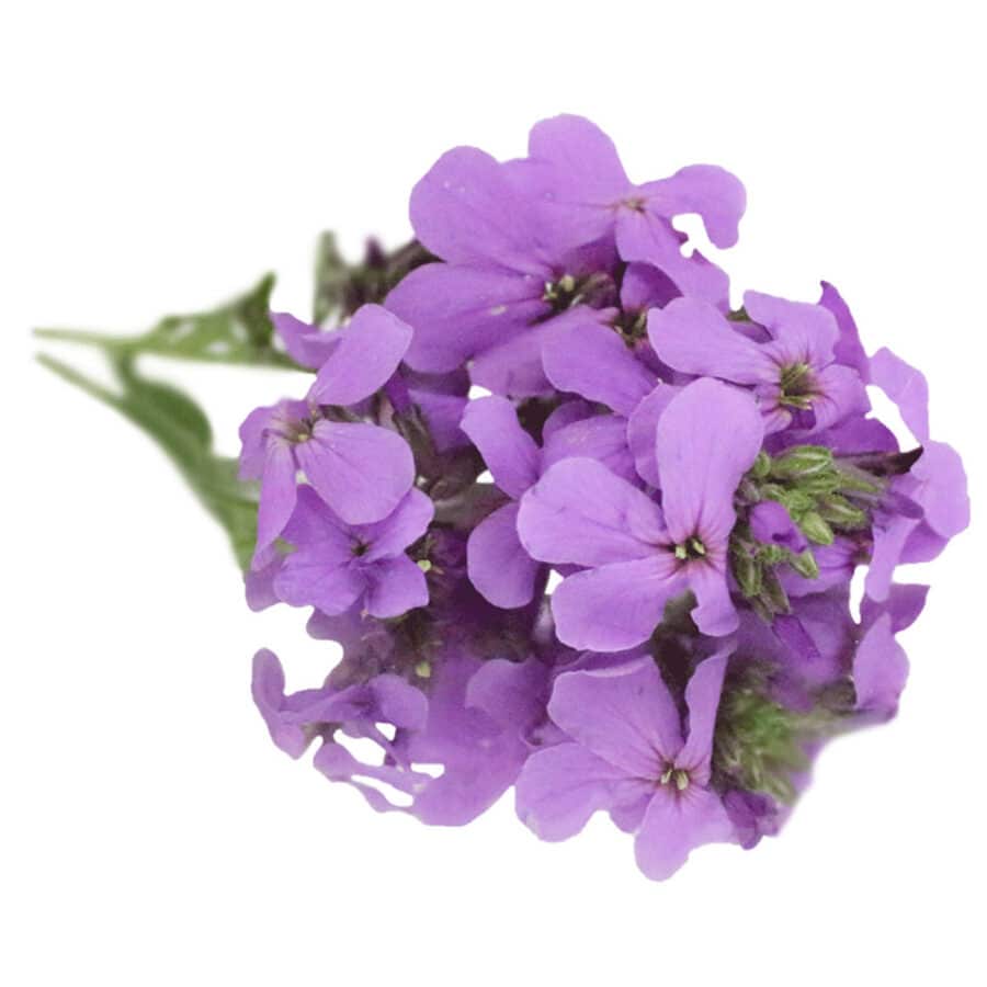 Edible Flowers