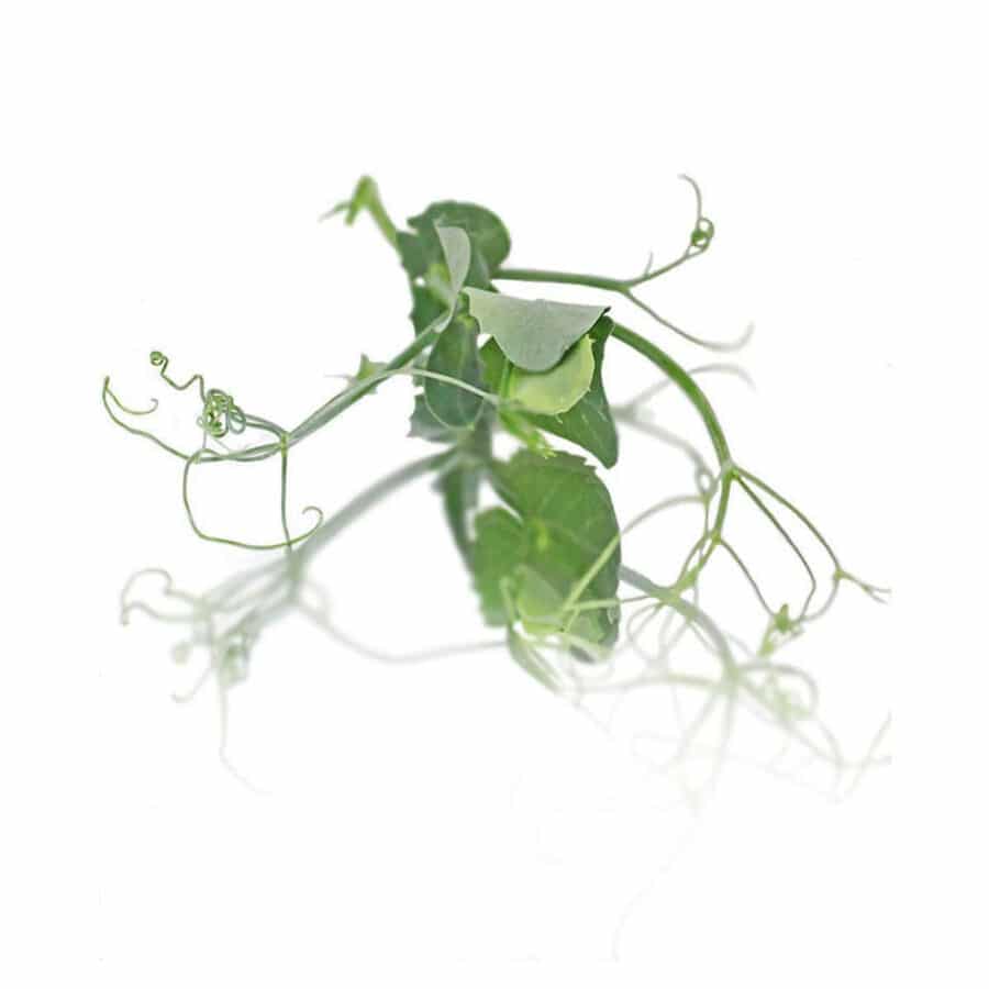 tendril micro pea shoots