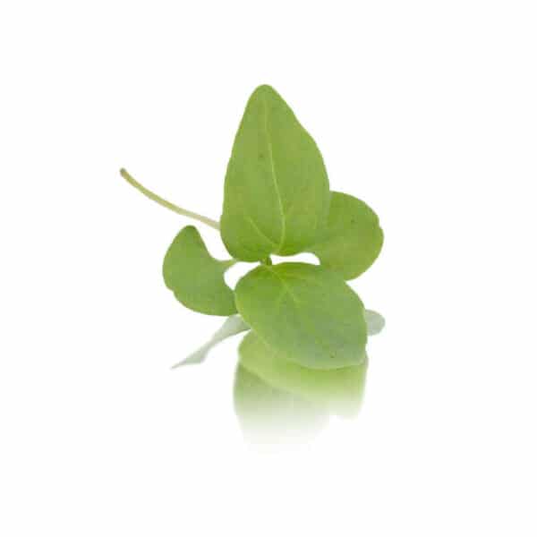 Micro Cress