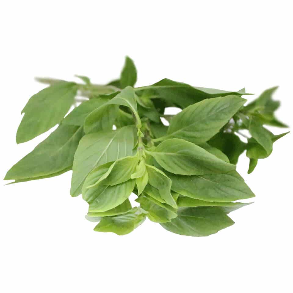 thai basil bunched herb