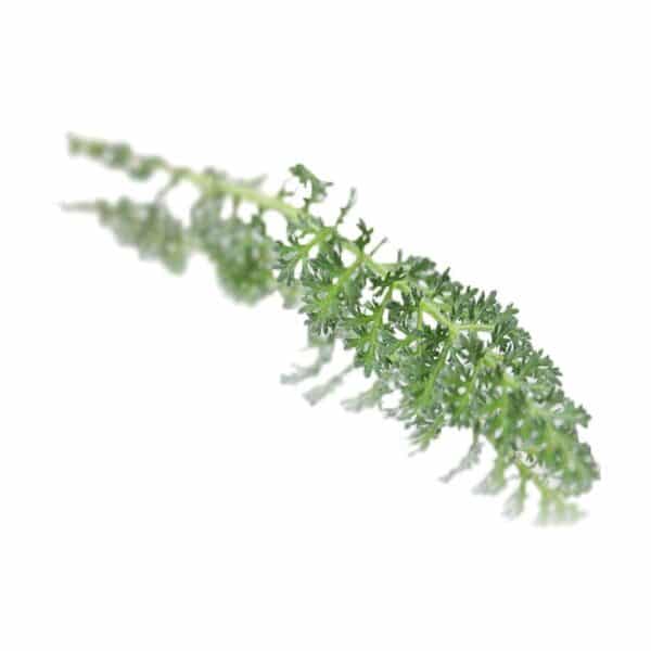 edible yarrow leaves