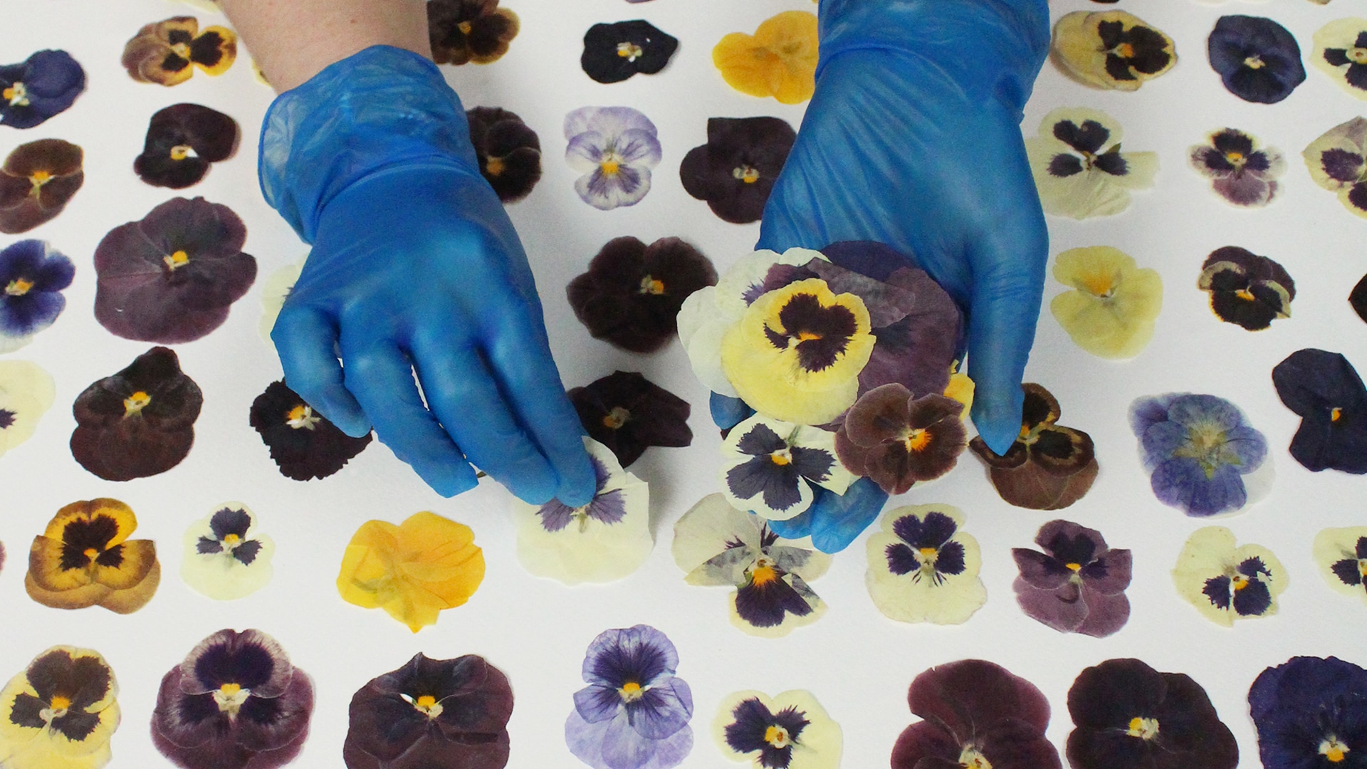 pressed edible pansy flowers