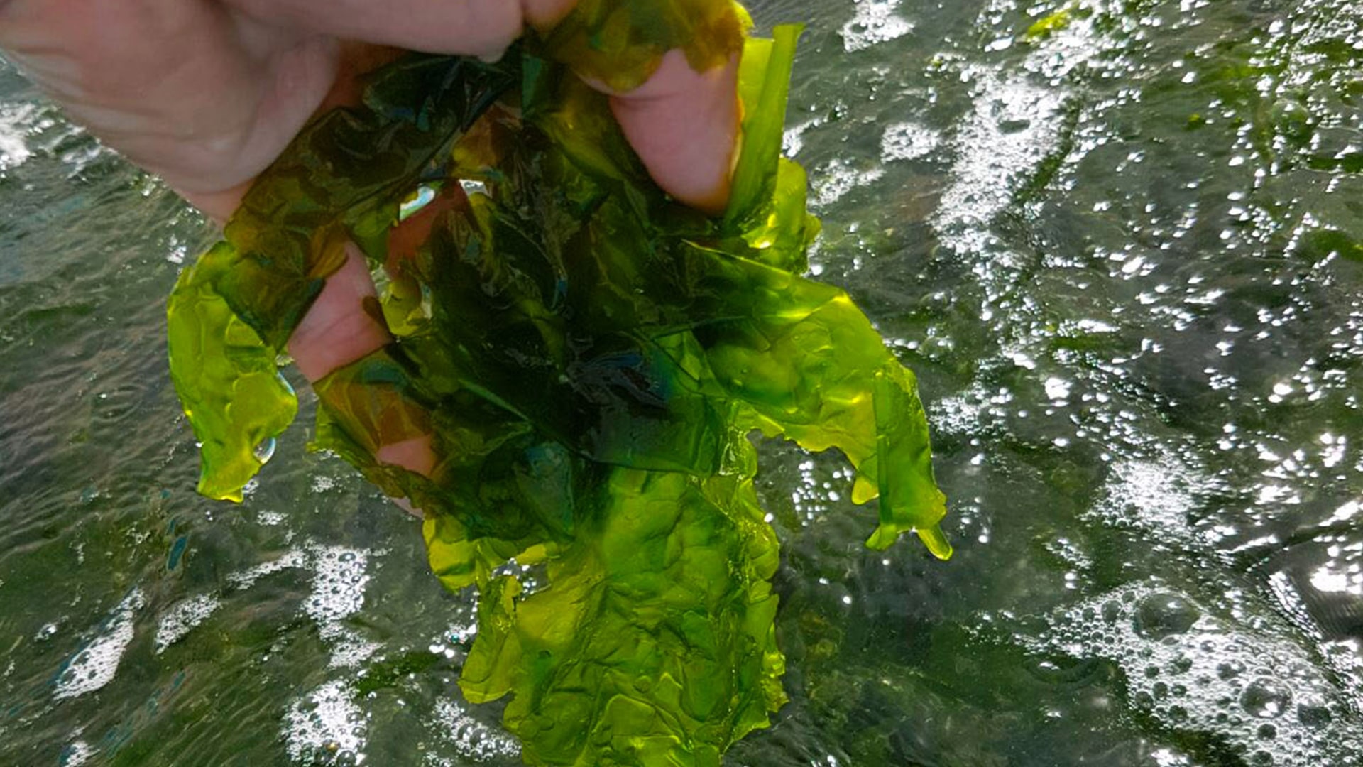 seaweed, sea vegetables