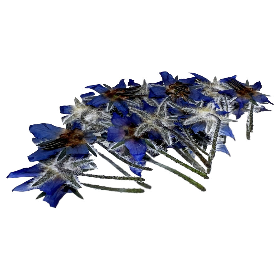 pressed blue borage edible flowers