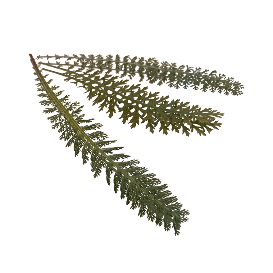Pressed Yarrow Edible Leaves