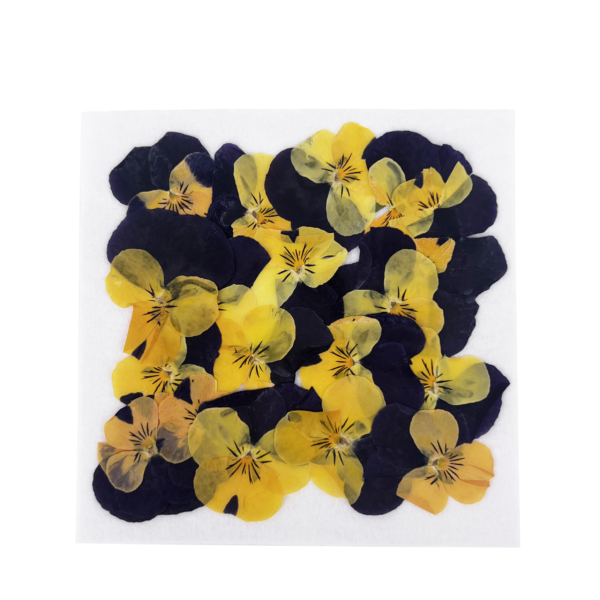 Halloween Pressed Edible Violas