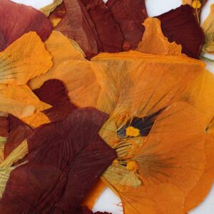 Pressed Nasturtium Edible Flowers